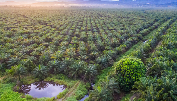 Palmölplantagen sind häufig Monokulturen in tropischen Regionen.