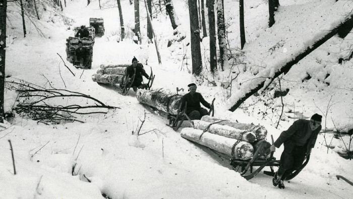 Schwarz-wei&szlig;-Bild aus dem Jahr 1960 von sechs Holzf&auml;llern: Forstarbeiter in Ramsau fahren Baumst&auml;mme auf Schlitten durch einen verschneiten Wald vom Berg.