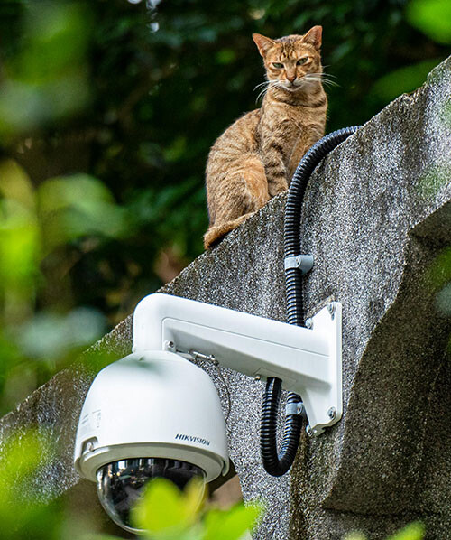 Eine Überwachungskamera hängt an einer Mauer, eine Katze sind darauf.