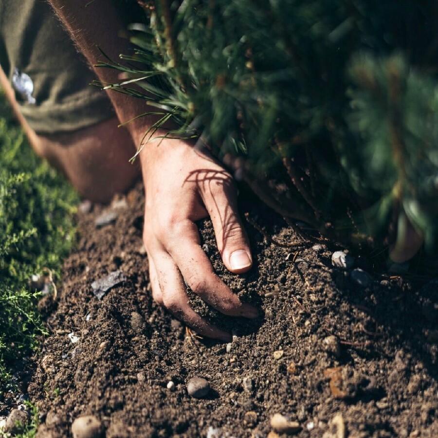 Hand eines Gartenbau-Lehrlings beim Einpflanzen eines Strauchs in lockerer Erde – Symbol für nachhaltige Gartenarbeit, Umweltbewusstsein und praxisnahe Ausbildung im Grünen. Umgeben von frischem Laub und Naturmaterialien, steht das Bild für aktiven Naturschutz und berufliche Verantwortung im Garten- und Landschaftsbau.
