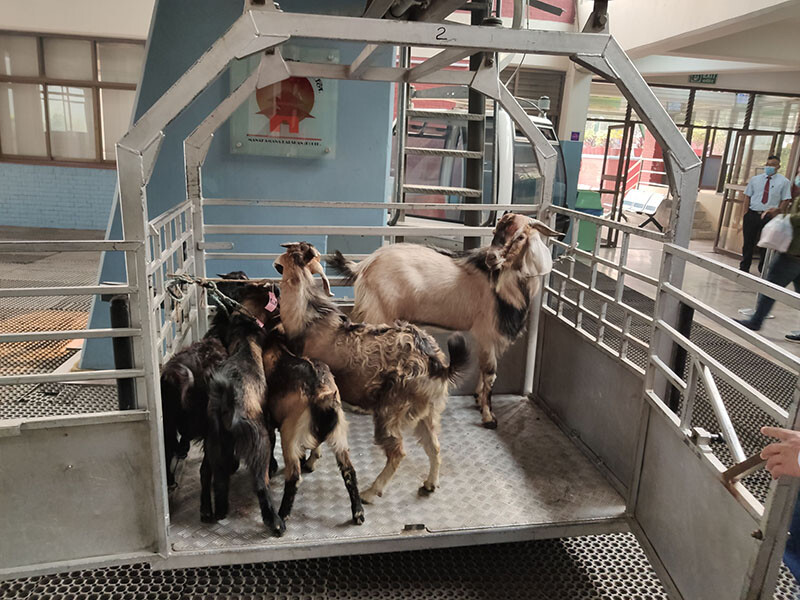 In Nepal arbeitete Elmar Röck an einer besonderen Seilbahn: Sie transportiert Ziegen zu einem Tempel. © Elmar Röck Fünf Ziegen stehen in einer vergitterten Gondel.