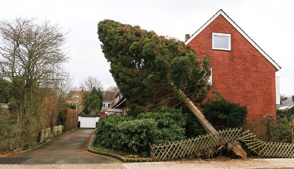 Ein Baum ist auf ein Haus gestürzt und hat einen Zaun zerstört.